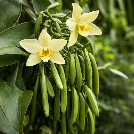 Natürliche Bourbon Vanille Madagascar Pulver 5 g