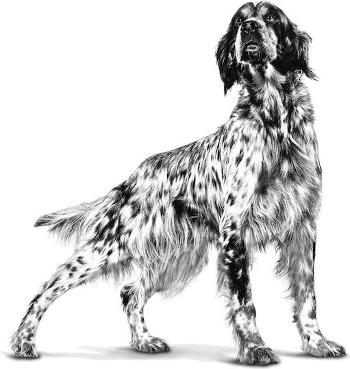 Royal Canin Veterinary Anallergenic 8kg Dry Food Gluten-Free for Adult Dogs with Meat