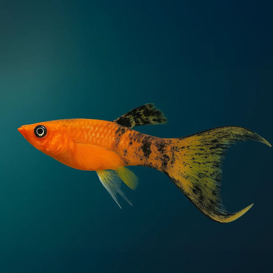 Molly Calico Longfin M