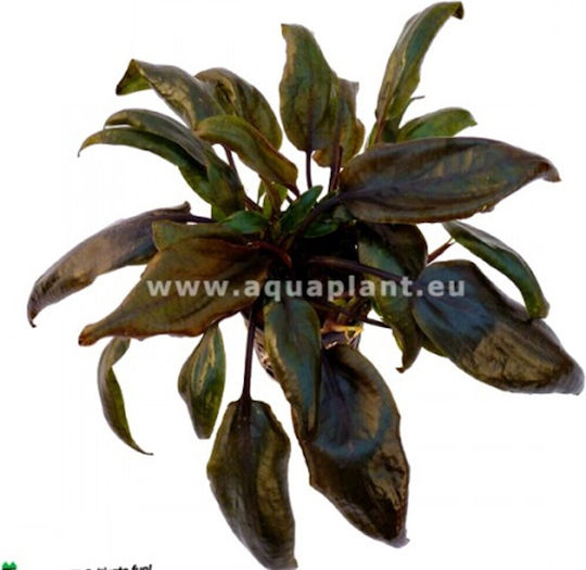 SonGrow Pot Cryptocoryne Nevilli Live Aquarium Plant