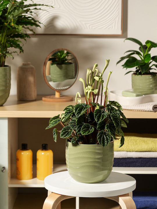 Scheurich Vaze Pentru Plante Ceramică Verde
