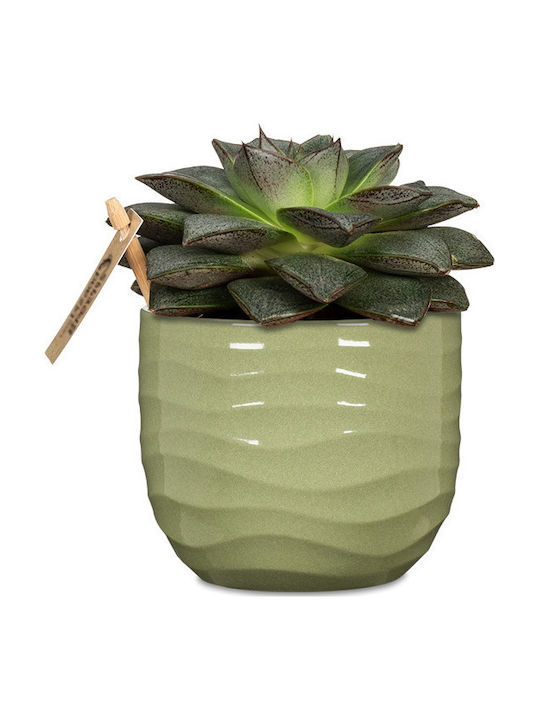 Scheurich Vaze Pentru Plante Ceramică Verde