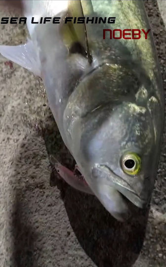 Noeby Τεχνητό Δόλωμα Ψαράκι (Minnow) 6.5gr 06