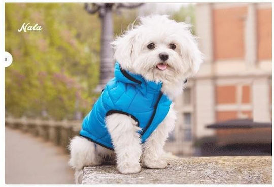 Camon Dog Coat Waterproof Hooded Blue With Back Length 33 cm