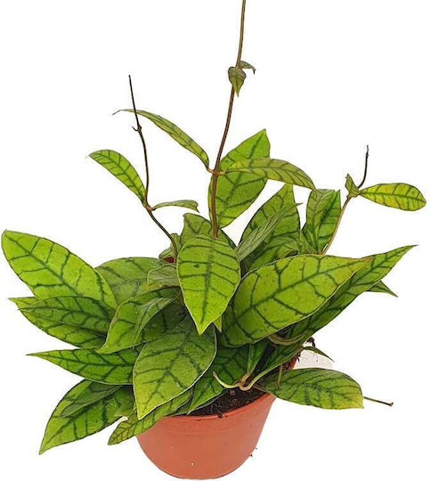 Hoya Callistophylla 12cm