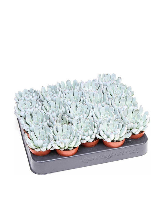 Echeveria Elegant Blue 5.5cm