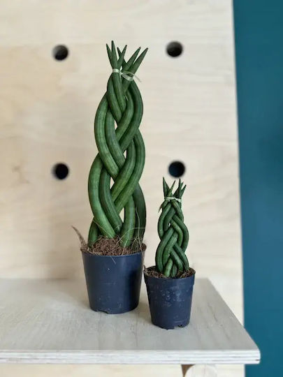 Sansevieria Цилиндрична Плетена Mini П 5см X В 15 См Milvaflowers Sansevieria Цилиндрична Плетена Mini П 5см X В 15 См Milvaflowers