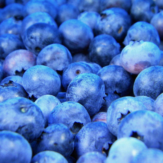 Fruttamax Blueberry Syrup 500ml