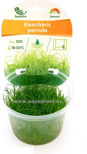 Sg Eleocharis Parvula Epaqvitro 100 Ml Cup