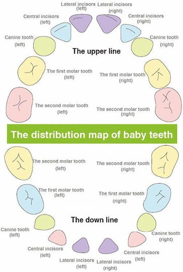Baby Tooth Box made of Wood for Girl
