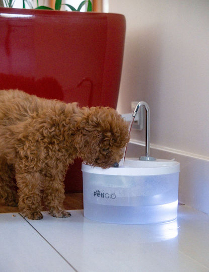 Automatischer Wasserbrunnen aus Propylen für Hund & Katze