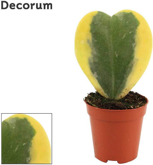 'variegata' ХОЯКЕРВАР6СМ 'variegata' ХОЯКЕРВАР6СМ