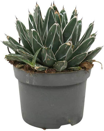 Agave Victoriae-reginae 13cm