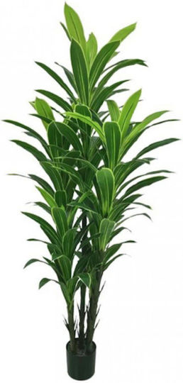 Dracaena На Открито My Home Luxury