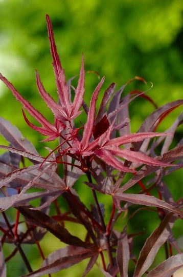 Acer Palmatum Peve Dave