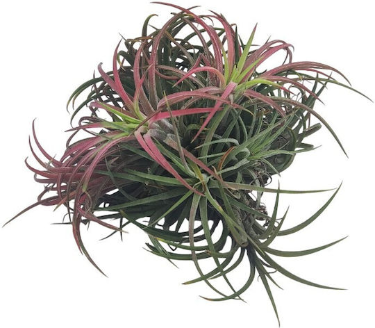 Αερόφυτο Tillandsia Ionatha Clumb Κόκκινο
