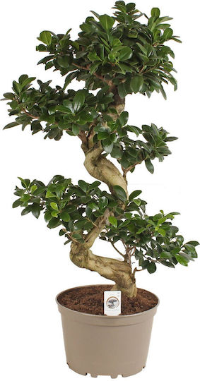 Бонсай Ficus Microcarpa Ginseng Бонсай S-Тип XXL Бонсай Ficus Microcarpa Ginseng Бонсай S-Тип XXL