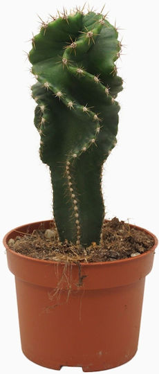"Κάκτος" Cereus Forbesi Spiralis Φυτό Ύψους 30εκ.