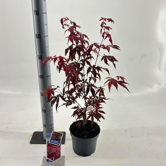 Acer Palmatum Atropurpureum Rot