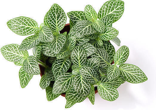 S.i Fittonia Albivenis Weißer Tiger Grün