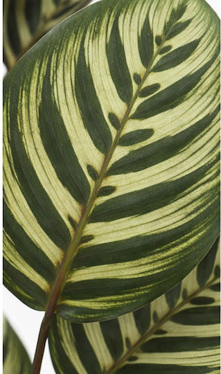 Calathea Potted Plant 55cm 30x30x55cm Monochrome Kaeming