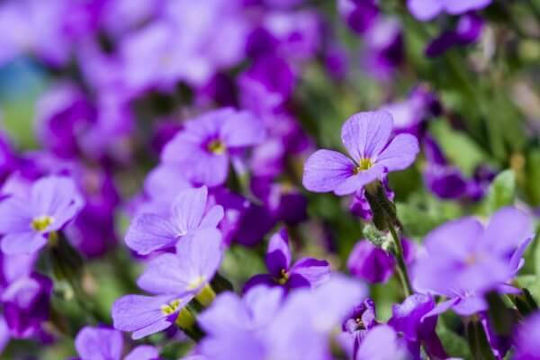 Fragrance Oil Deep Violet Musk 10ml
