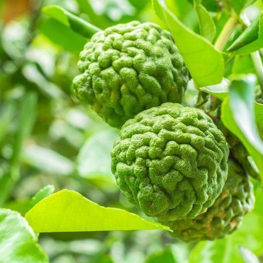 Essential Oil Bergamot 10ml
