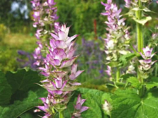 Essential Oil Clary Sage 10ml