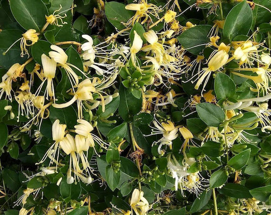 Fragrance Oil Honeysuckle 10ml