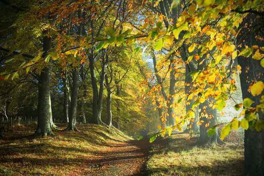 Fragrance Oil Woodland Walk 10ml