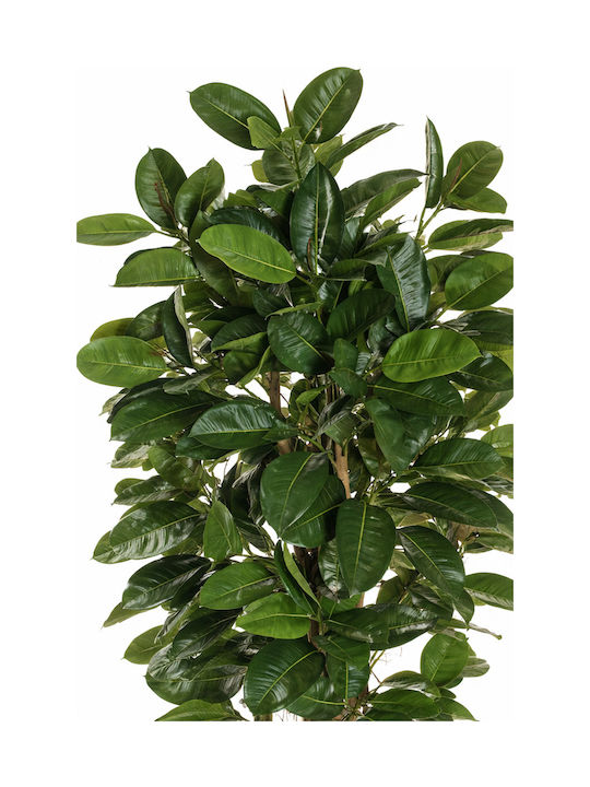 Kaoutsoukodentro Topfpflanze 180cm 0x0x180cm Einfarbig Evergreens