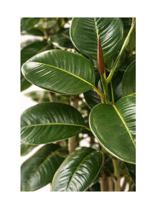 Kaoutsoukodentro Topfpflanze 180cm 0x0x180cm Einfarbig Evergreens