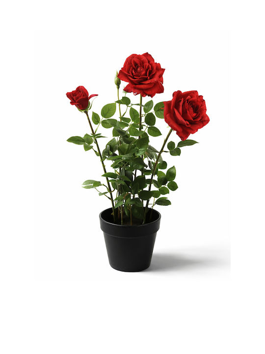 Red Rose Potted Plant Flowers 0x0x40cm Monochrome Evergreens
