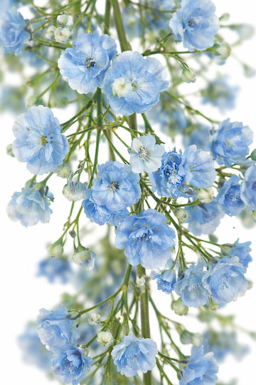 Ghirlandă Cu Flori Albastre De Gypsophila 0x0x180cm Monocrom Evergreens Ghirlandă Cu Flori Albastre De Gypsophila 0x0x180cm Monocrom Evergreens