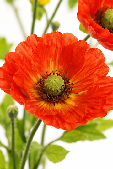 Poppy Flower Orange Stem 0x0x71cm Monochrome Evergreens