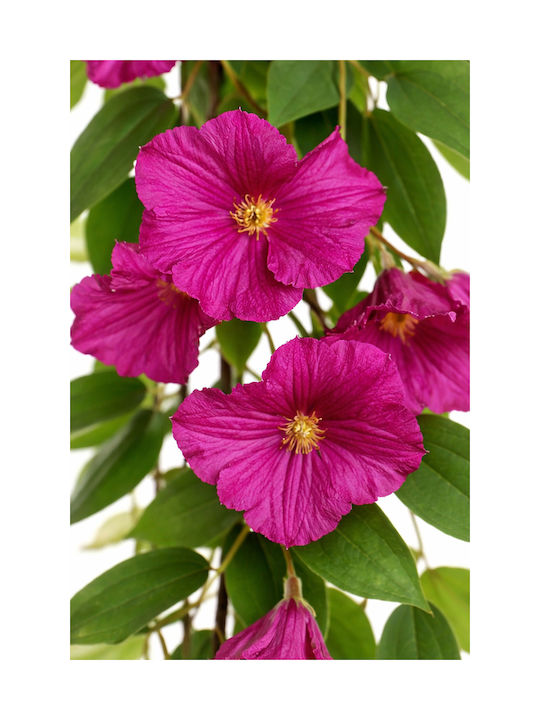 Purple Petunia Garland Flowers 0x0x165cm Monochrome Evergreens