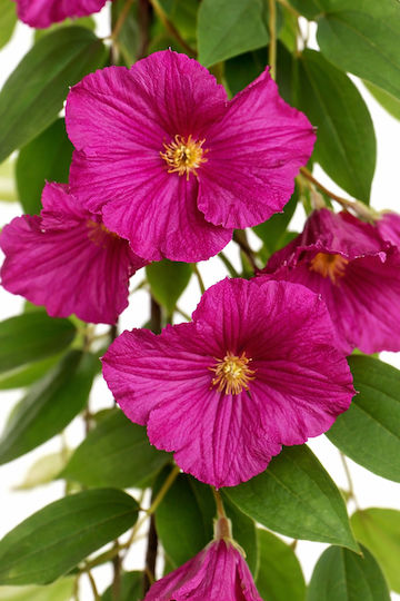 Purple Petunia Garland Flowers 0x0x165cm Monochrome Evergreens
