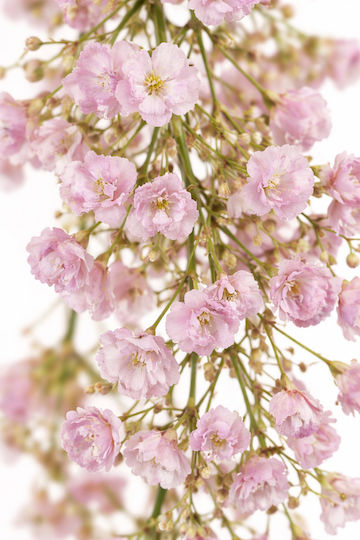 Ghirlandă Gypsophila Flori Roz 0x0x180cm Monocrom Evergreens Ghirlandă Gypsophila Flori Roz 0x0x180cm Monocrom Evergreens