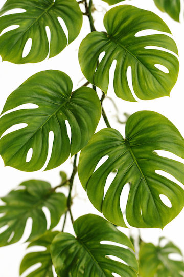 Ghirlandă Monstera 0x0x180cm Monocrom Evergreens Ghirlandă Monstera 0x0x180cm Monocrom Evergreens