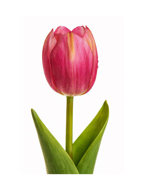 Tulip Fuchsia 54cm 0x0x54cm Monochrome Evergreens
