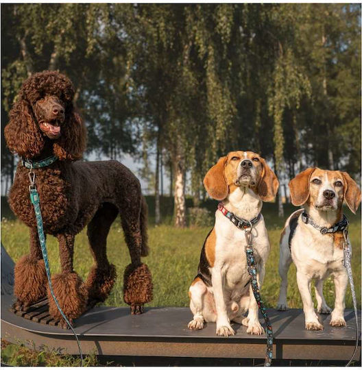 Max & Molly Barry King Hundeleinen und -führungen Riemen in Grün
