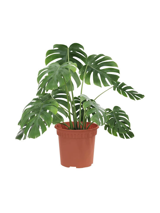 vidaXL Set 24 Töpfe Kunststoff Light Terracotta