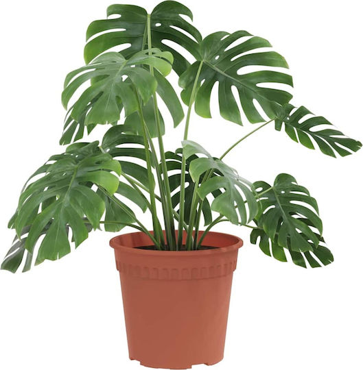 vidaXL Set of 24 Plastic Flower Pots Terracotta 19x16cm
