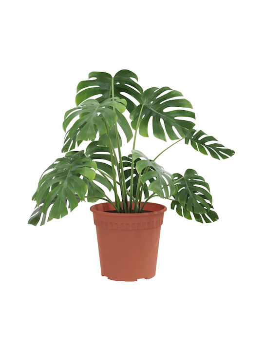 vidaXL Set 6 Töpfe Kunststoff Light Terracotta