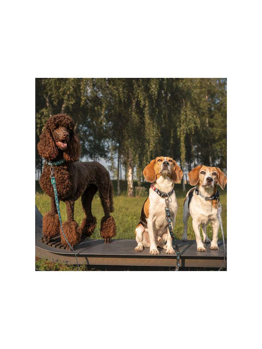 Max Molly Smart Id Κολάρο Σκύλου – Kindergarten Xsmall 1.0cm X 22-35cm Max Molly Smart Id Κολάρο Σκύλου – Kindergarten Xsmall 1.0cm X 22-35cm
