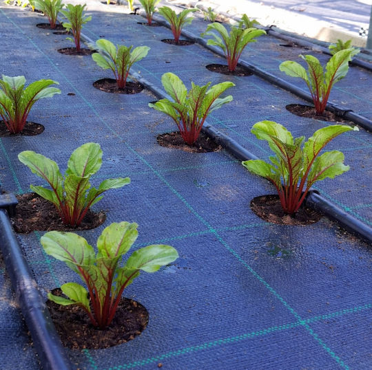 ProKROB Ground Cover Fabric Carrot Leek Parsley Celery Spinach 1x5m 99 Positions 99108