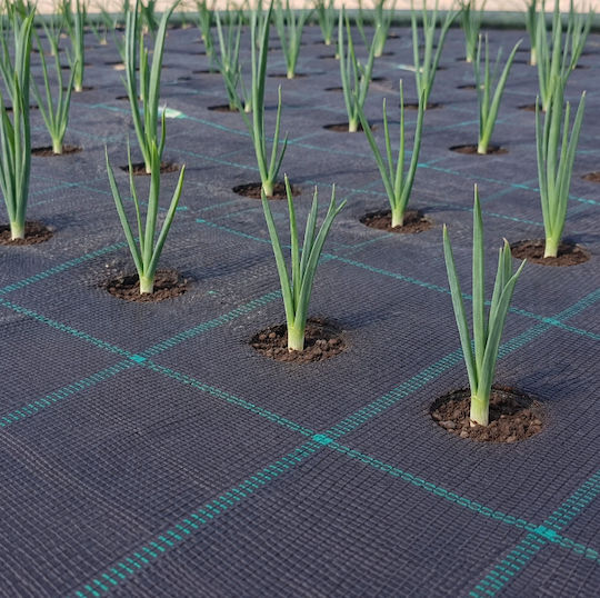ProKROB Ground Cover Fabric Carrot Leek Parsley Celery Spinach 1x5m 99 Positions 99108