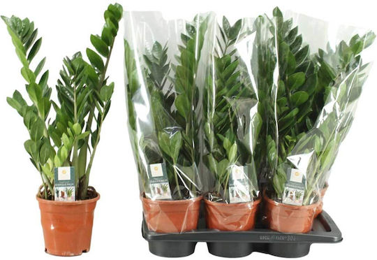Zamioculcas Zamiifolia 17cm