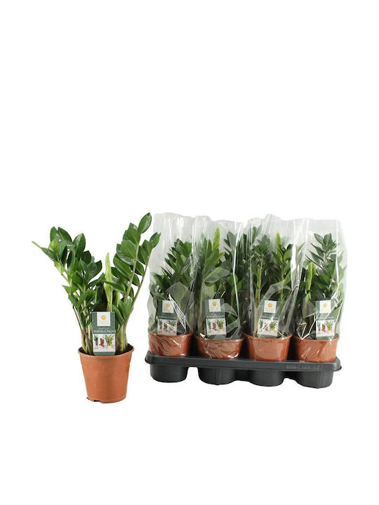 Zamioculcas Zamiifolia 14cm