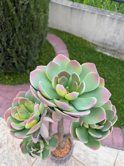 Cactus Artificial 109cm Ghiveci Modern Eva
